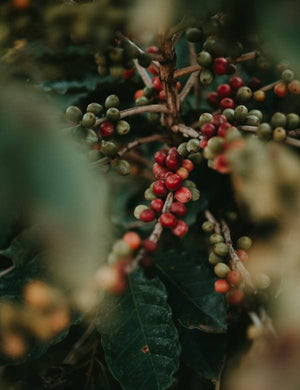 Arabica koffieplant