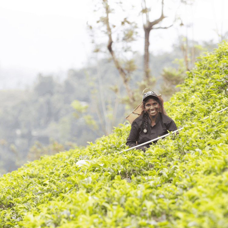 Starterspakket Thee - Fancy Beans