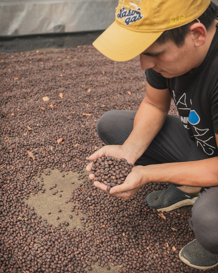 Exclusive Selection - Orange Bourbon - Fancy Beans