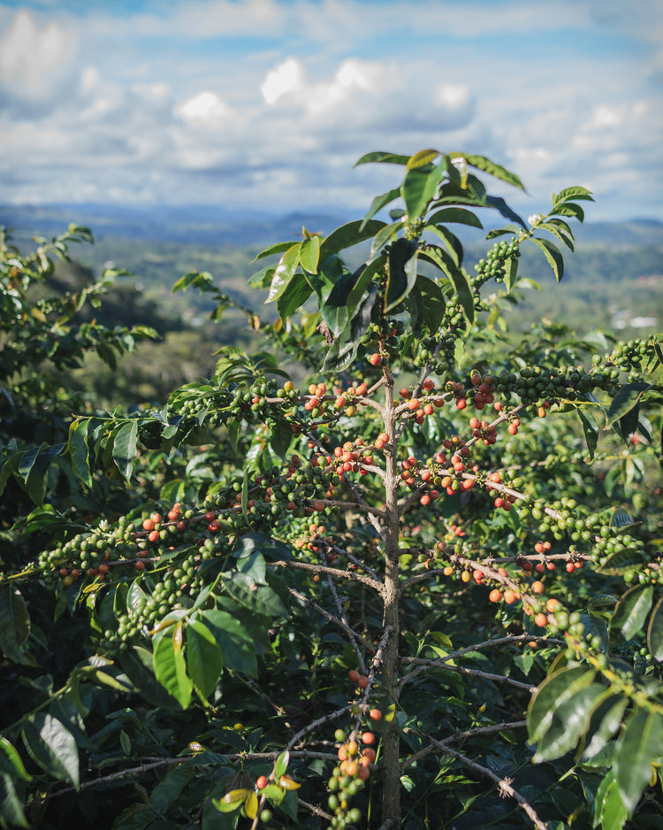 Exclusive Selection - Orange Bourbon - Fancy Beans
