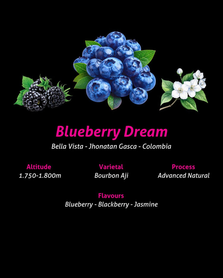 Exclusive Selection - Blueberry Dream - Fancy Beans