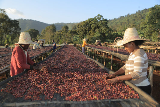 Ethiopia Yirgacheffe quality control