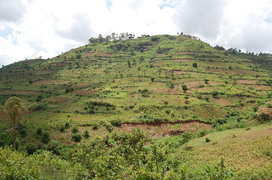 Uganda Zombo Coffee farm