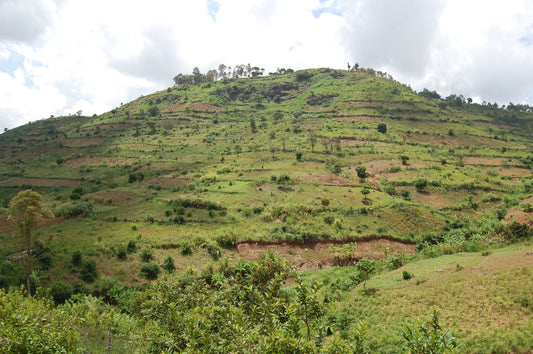 Chocolate Bomb - Fancy Beans
