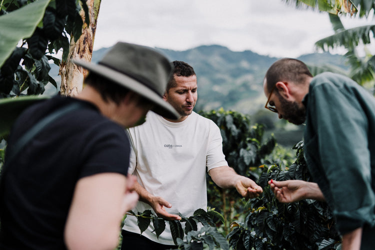 Exclusive Selection - Blueberry Dream - Fancy Beans