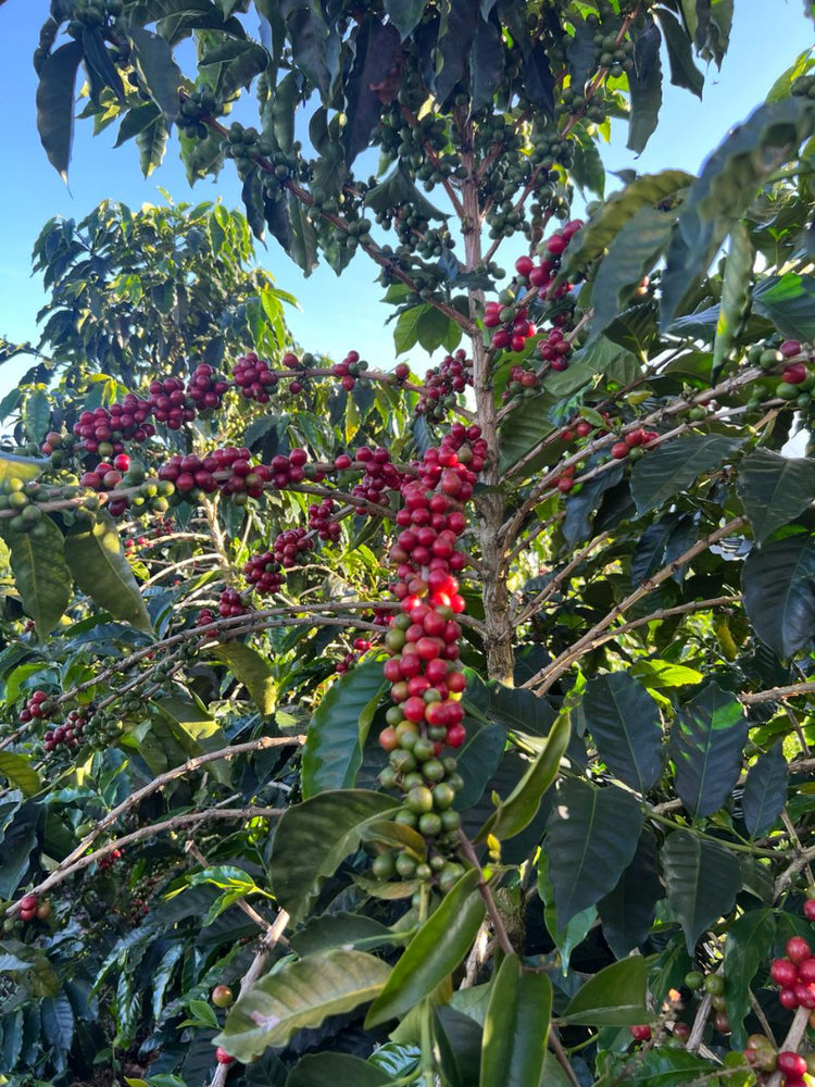 Golden Standard - Fancy Beans