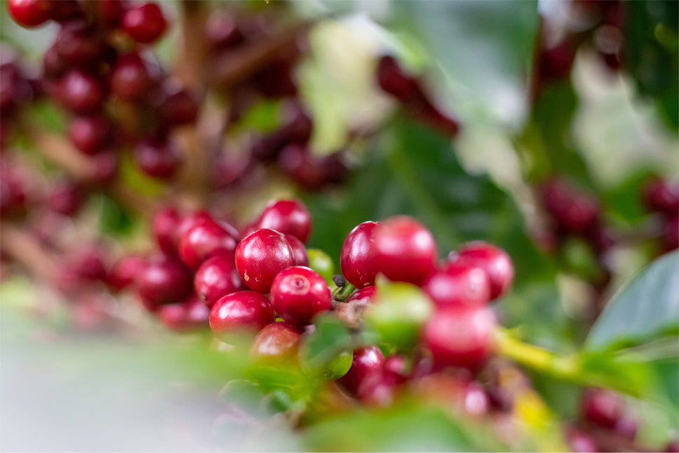 Rijpe koffiebessen
