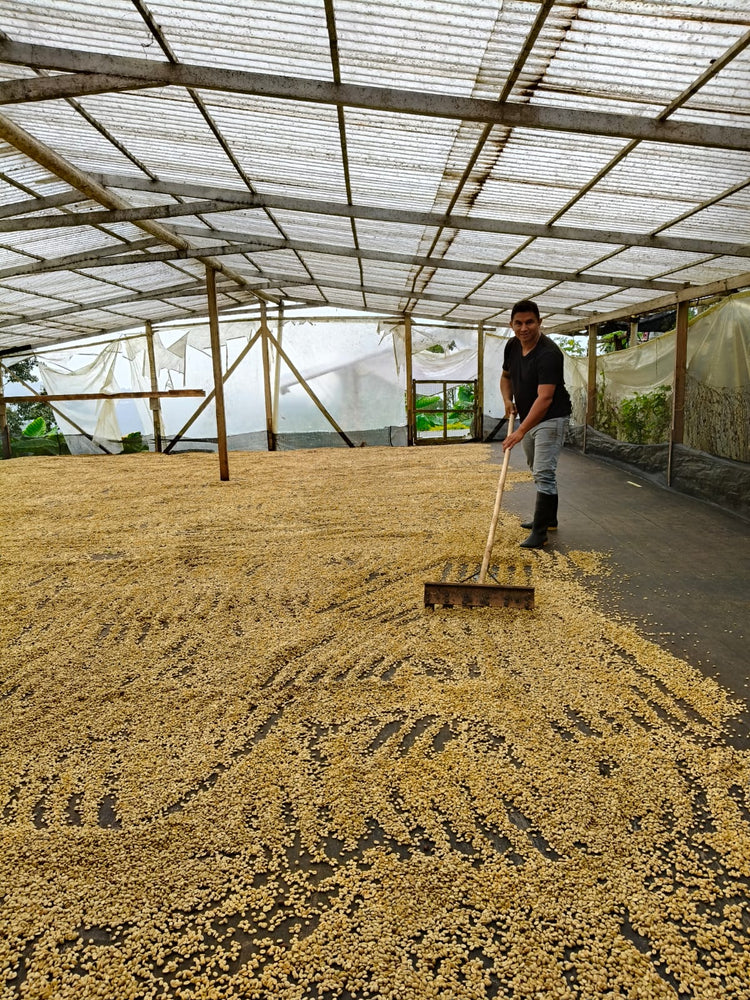 Exclusive Selection - Bourbon Sidra - Fancy Beans