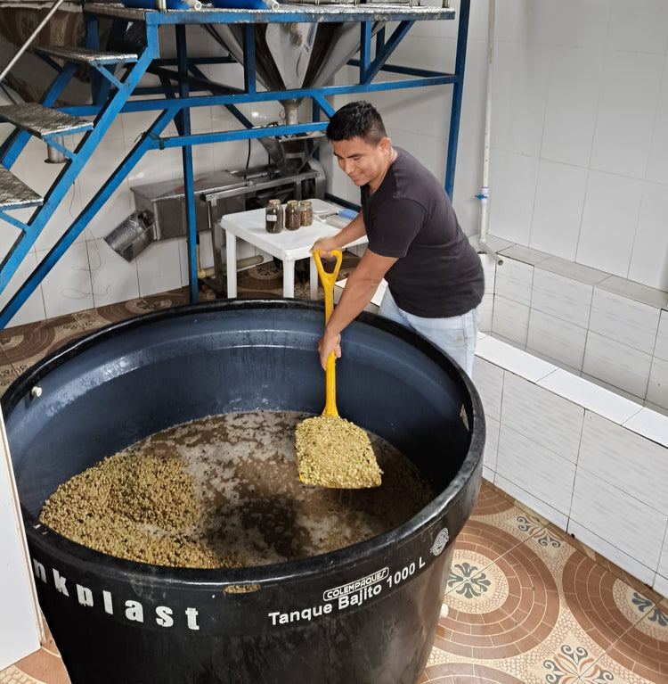 Exclusive Selection - Bourbon Sidra - Fancy Beans