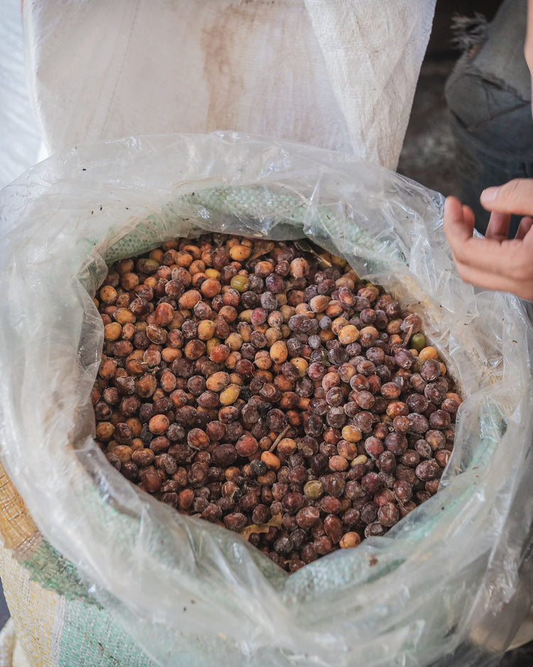 Exclusive Selection - Orange Bourbon - Fancy Beans