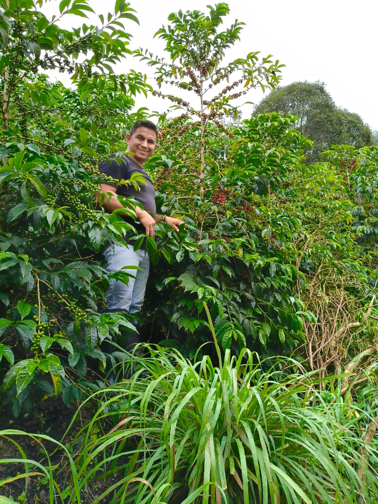 Exclusive Selection - Bourbon Sidra - Fancy Beans