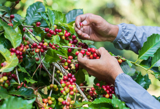 Waarom zijn de koffieprijzen zo enorm gestegen?