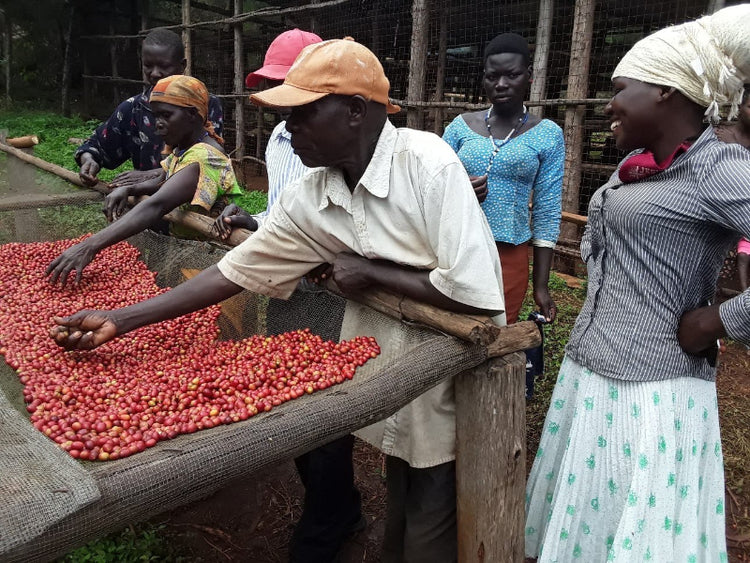 Chocolate Bomb - Fancy Beans