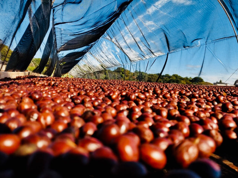 Dark Desire - Fancy Beans