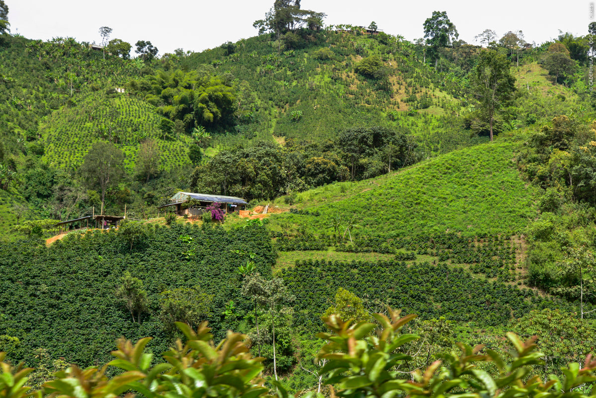 Golden Standard - Fancy Beans