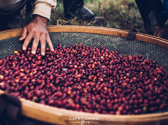 Dark Desire - Fancy Beans