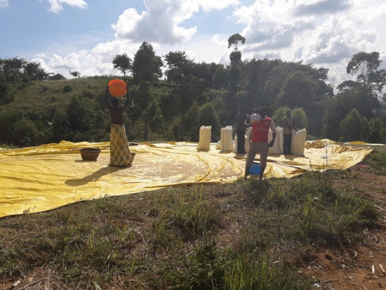 Chocolate Bomb - Fancy Beans