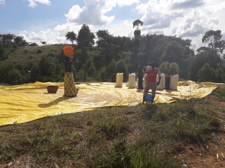 Chocolate Bomb - Fancy Beans