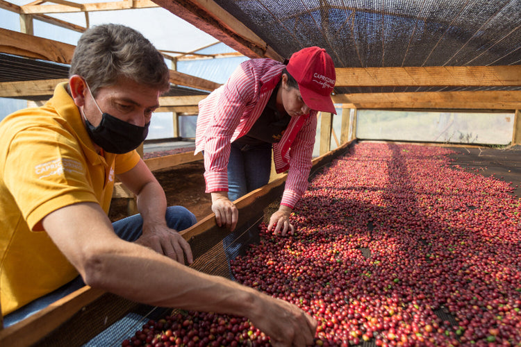 Dark Desire - Fancy Beans