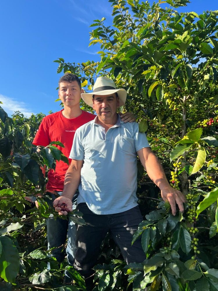 Golden Standard - Fancy Beans