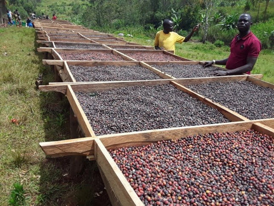 Chocolate Bomb - Fancy Beans