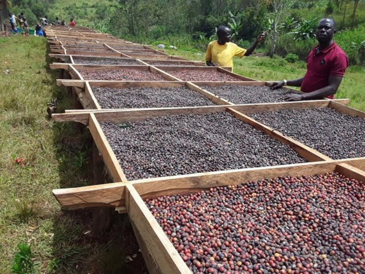 Chocolate Bomb - Fancy Beans