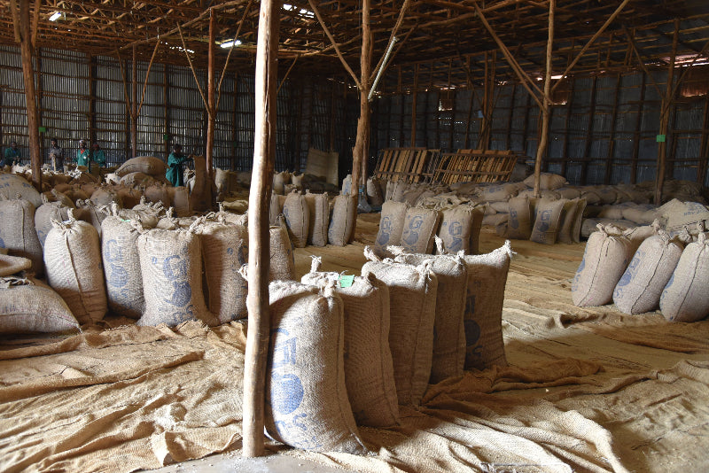 Tropical Safari - Fancy Beans