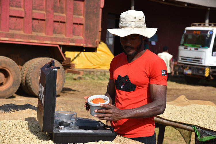 Tropical Safari - Fancy Beans