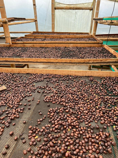 The Colombian Jaguar - Fancy Beans