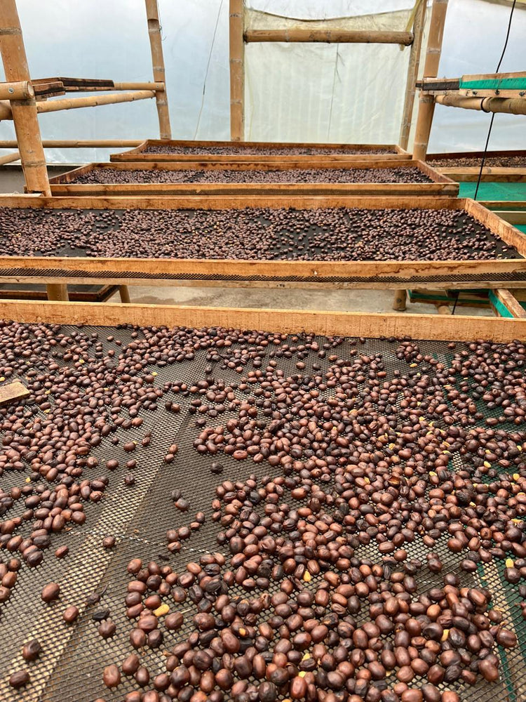 The Colombian Jaguar - Fancy Beans