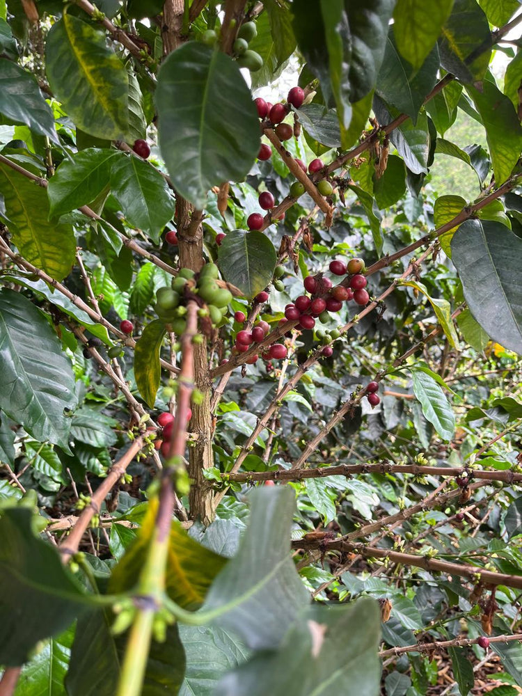 The Colombian Jaguar - Fancy Beans